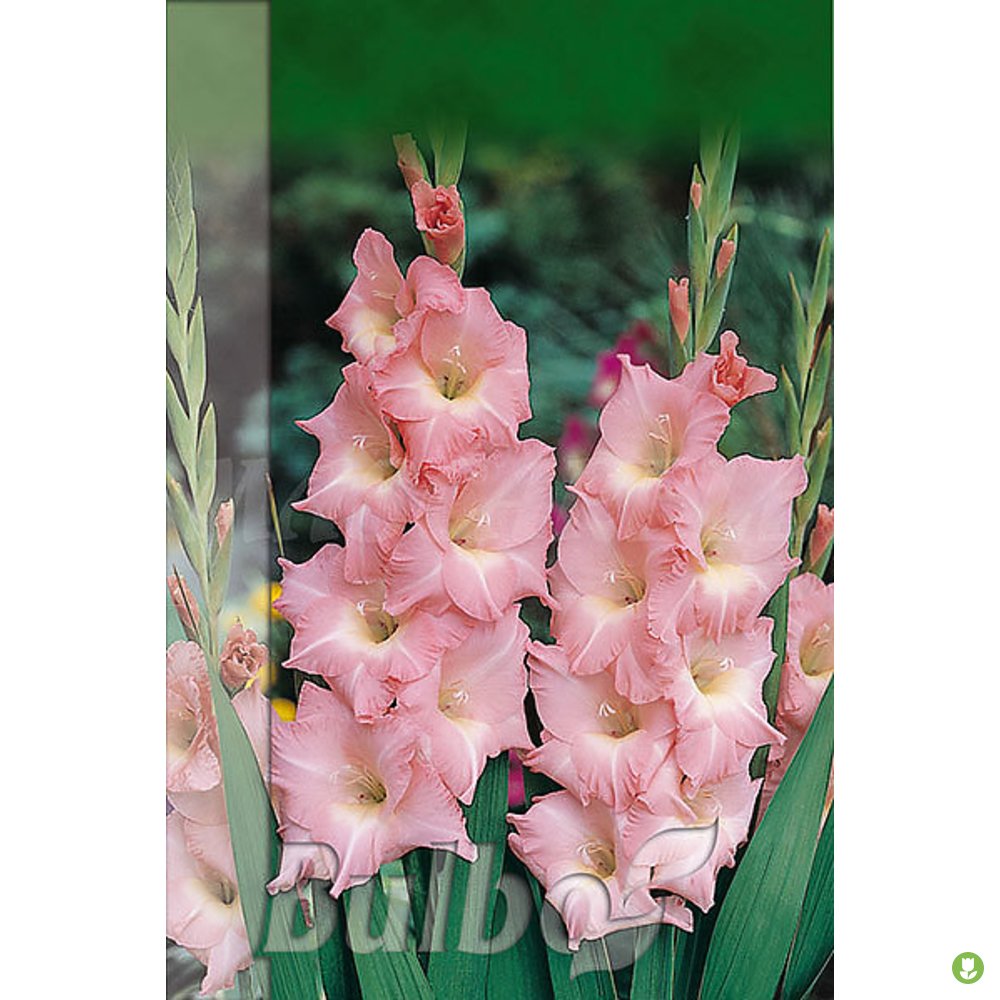 Bulbo Gladiolo Supreme Rosa_0