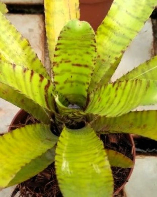 Neoregelia ampullacea 'Clone'; bromelia vistosa; Curiosarium; altura 25 cm, diámetro 15-20 cm, sin sustrato_0