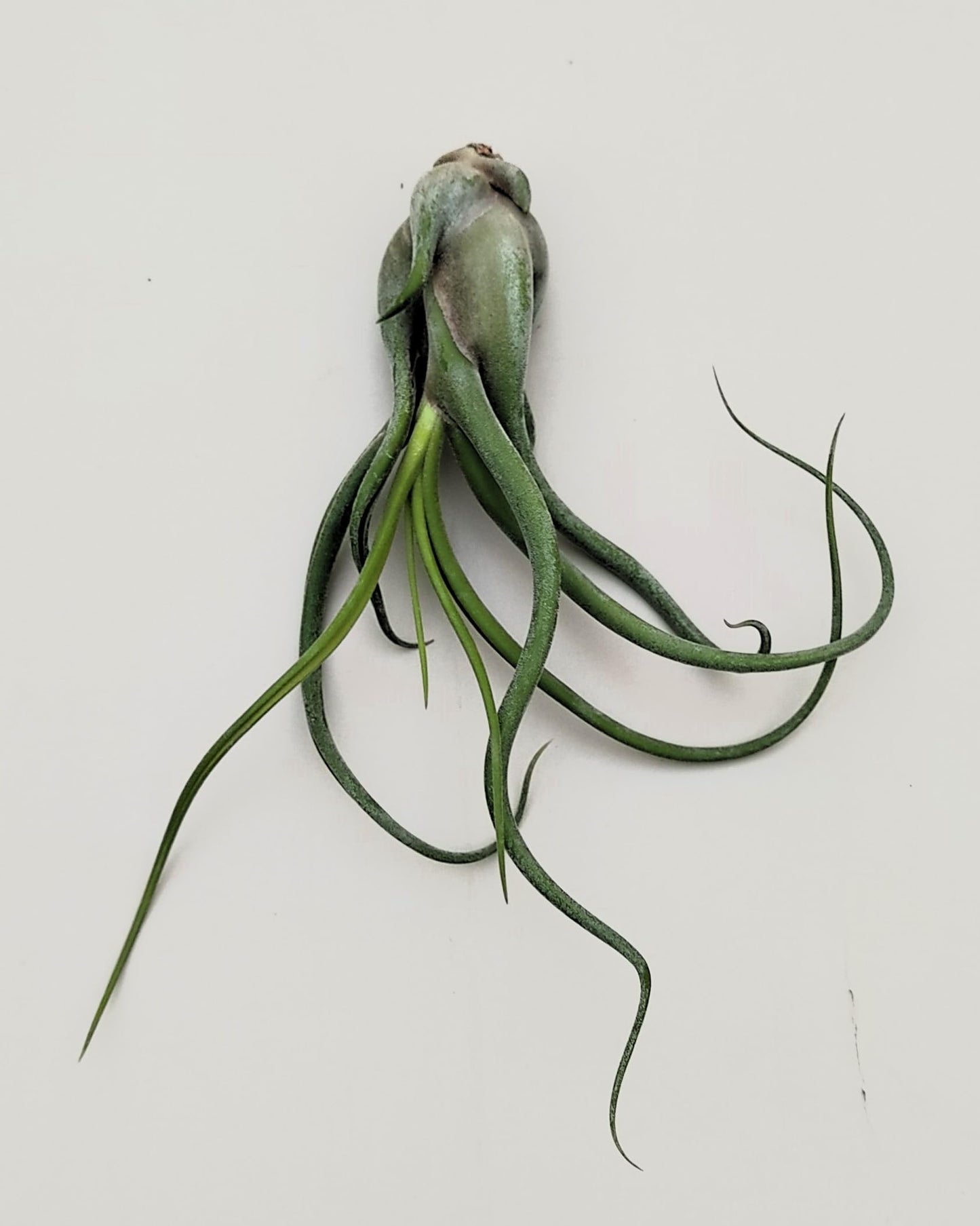Tillandsia caput-medusae [M]; planta pulpo, cabeza de Medusa; Curiosarium; altura 12-15 cm, Diámetro 12-15 cm_2