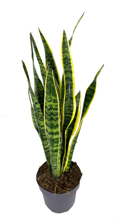 Sansevieria Laurentii M20 55-70cm (lengua De Suegra)_1