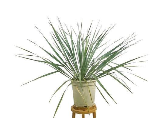 Yucca Rostrata M24 70cm_0