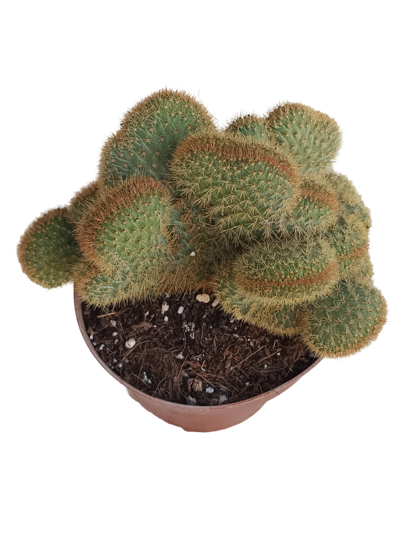 Hildewintera Aureispina Cactus De Sol Ø13 Cm_0