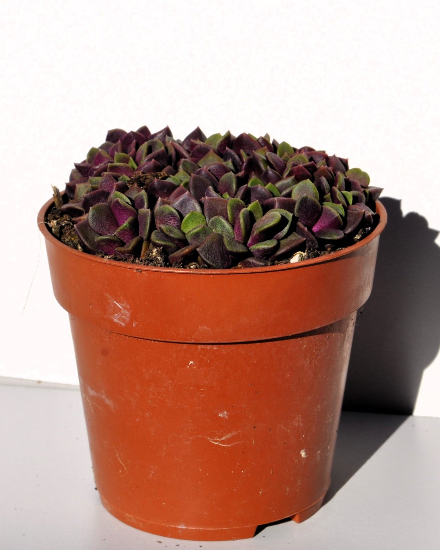 Anacampseros Rufescens (rosa De Arena); Planta Suculenta; Curiosarium; Diámetro Maceta 10,5 Cm_1