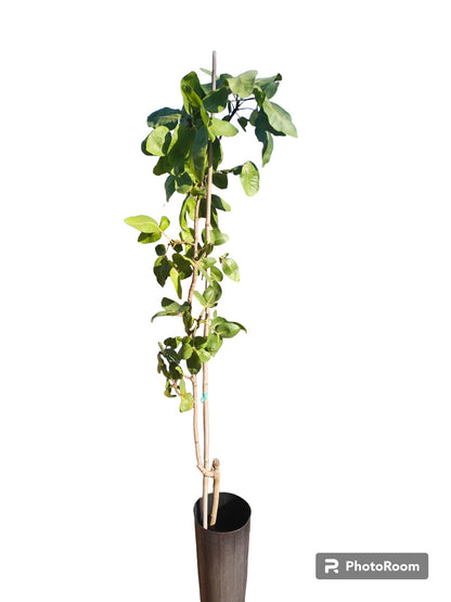 Pistacho Macho Peter 80cm Maceta_0