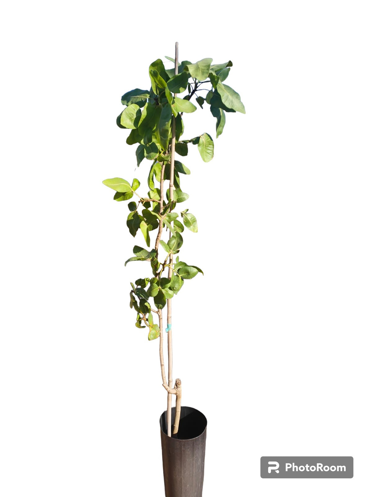 Pistacho Macho Peter (ucb) 80cm Maceta_0