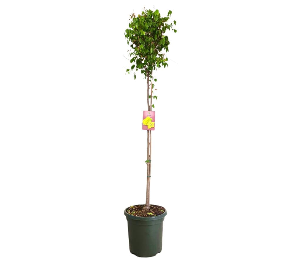 Carambola M40 180-200cm_0