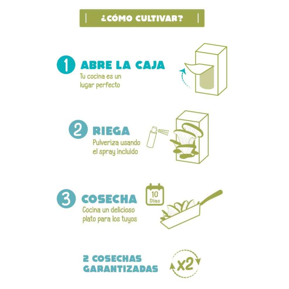 Kit para Plantar Setas Pocket Gourmet en Casa, Ideal Regalo Garden Pocket