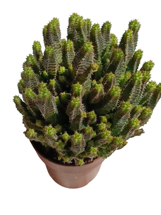 Euphorbia 'pitica' Planta Suculenta Natural Ø8_0