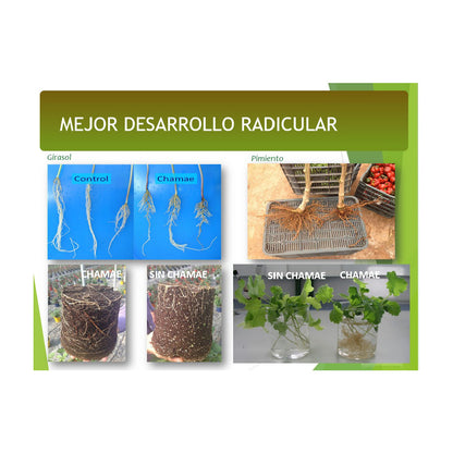 Fertilizante Chamae + Fúlvicos Ecológico 5 Litros, Uso Doméstico._2