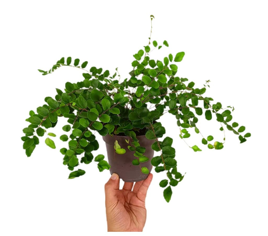 Pellaea Rotundifolia M12_0