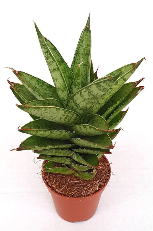 Planta Natural Sansevieria Trifasciata 'pineapple' 1 Ud Ø 5.5 Alt. 17_0