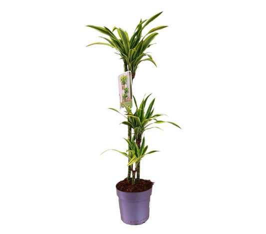 Dracena Lemon Line 60-30-15 3 Troncos M20_0