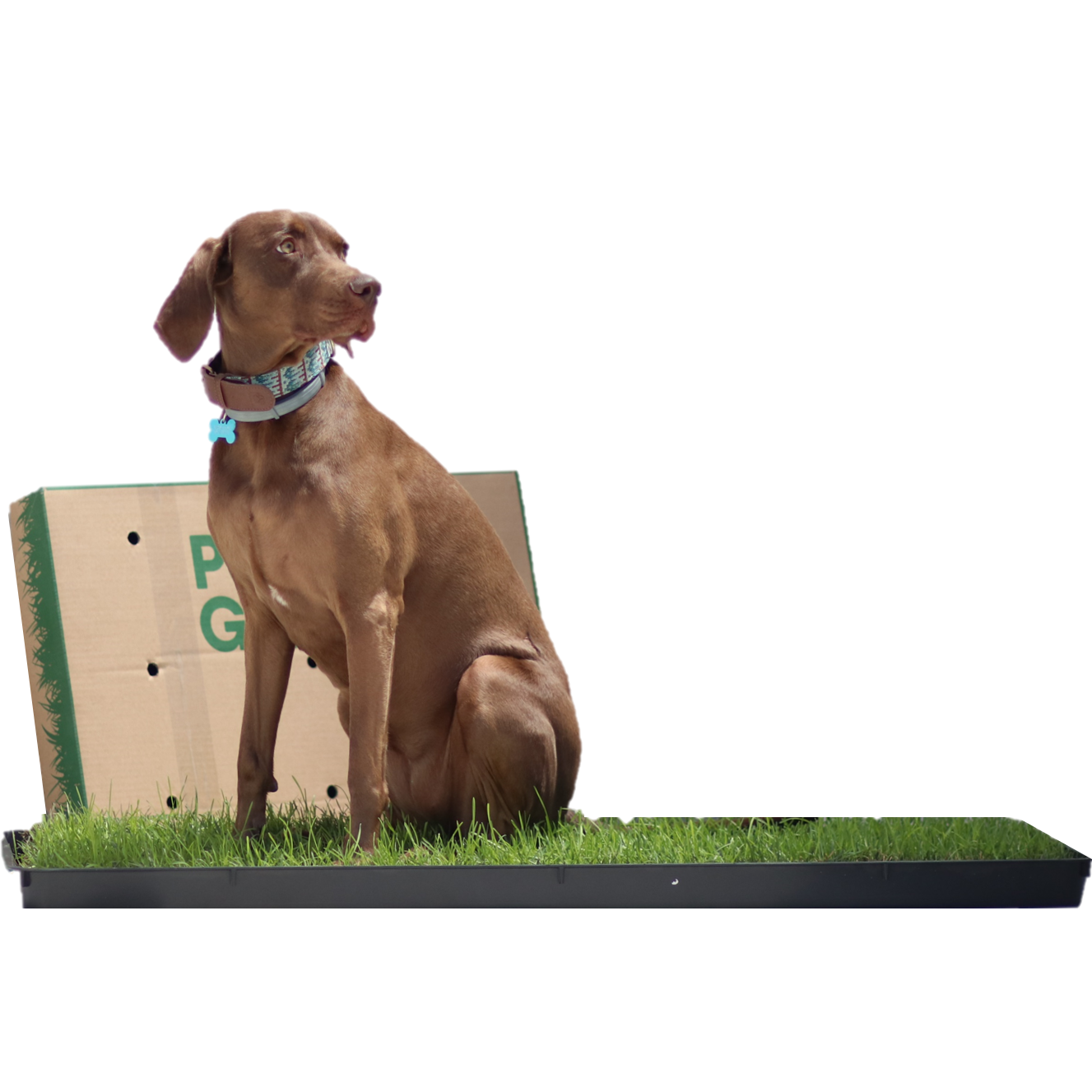 Petground, Cama Para Perros, Empapador, Alfombra Olfativa, Césped Natural, Xl_0