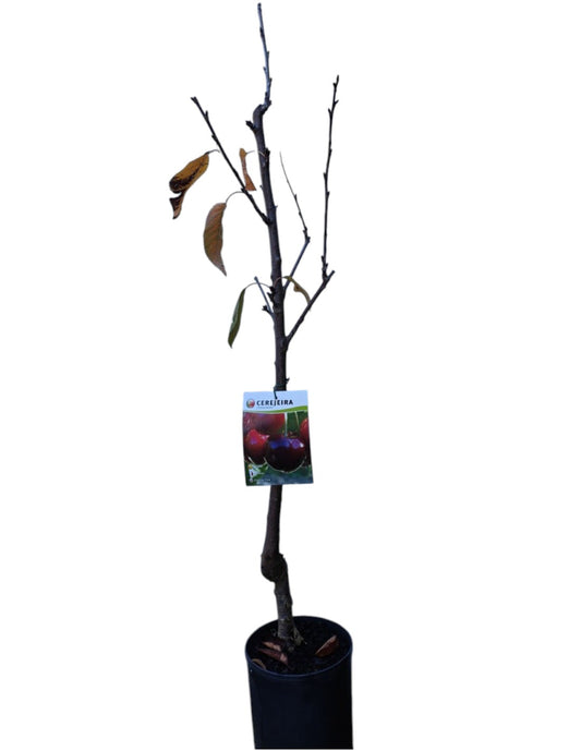 Frutal Cerezo Napoleón Maceta 140 Cm_0