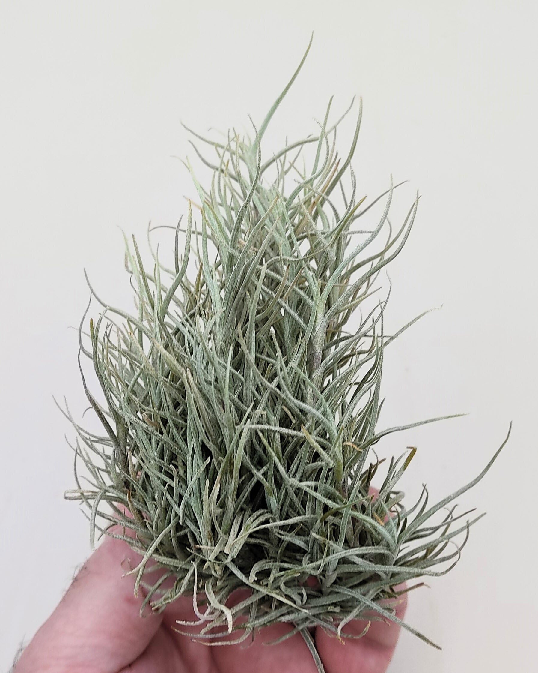 Tillandsia capillaris; tillandsia liquen, planta del aire; Curiosarium; altura 8 cm, diámetro 12-15 cm_0