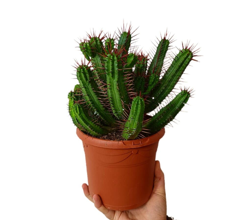 Euphorbia Enopla M17_0