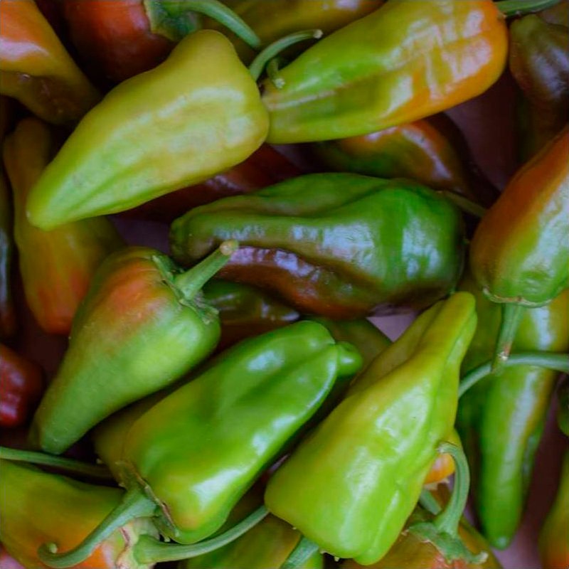 Semillas Pimiento Padrón Ecológicas_0