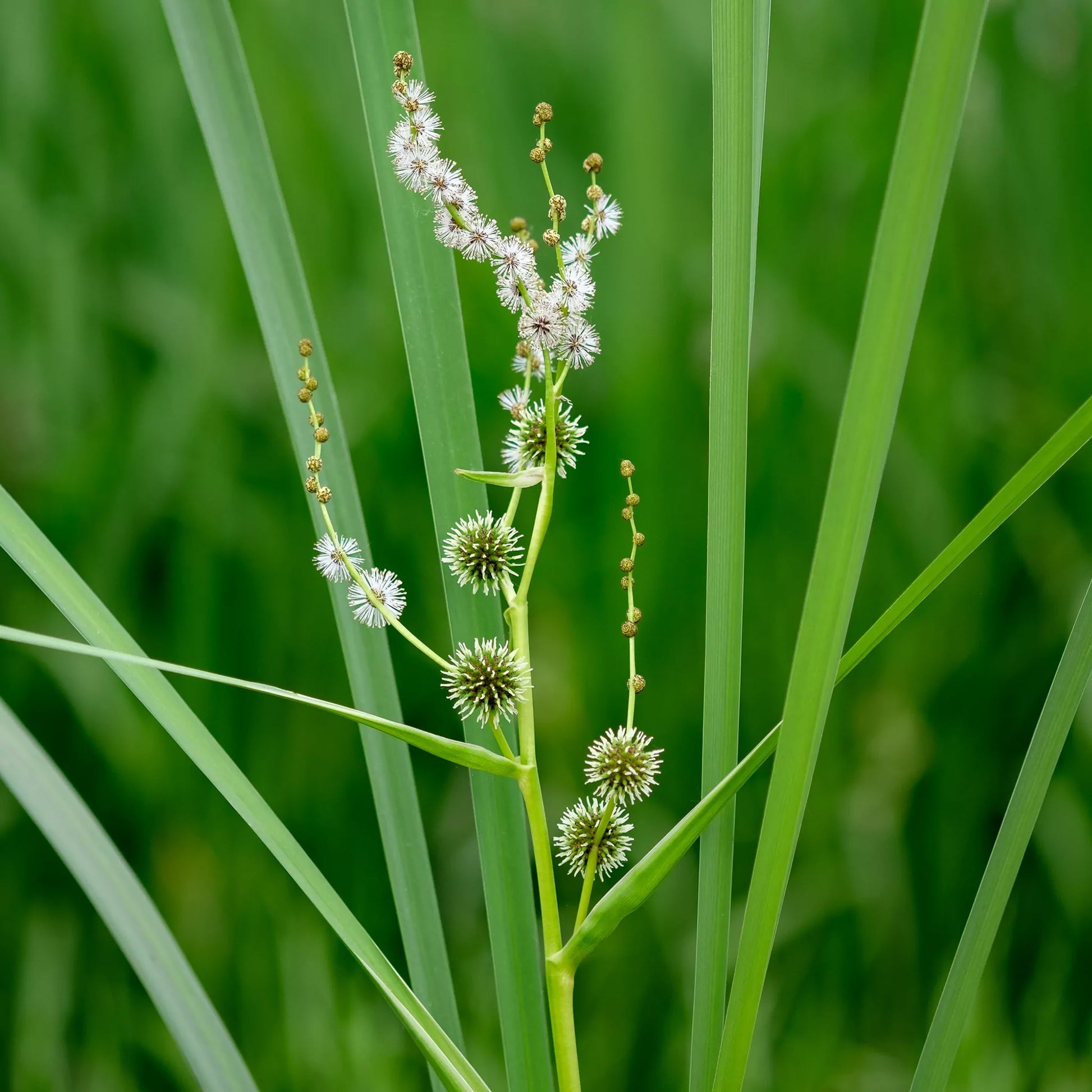 Platanaria - Sparganium Erectum - 15 Plantas_1