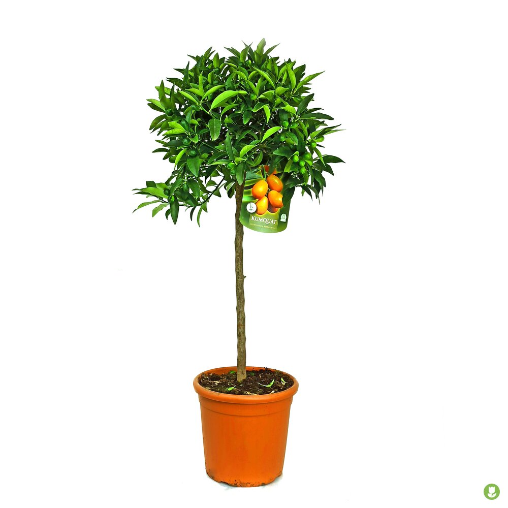 Kumquat Copa M26 140cm_0