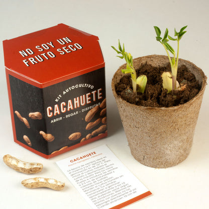 Kit Autocultivo Cacahuete | Cultiva tus Propios Peanuts en Casa | Regalo Divertido - Resetea_2