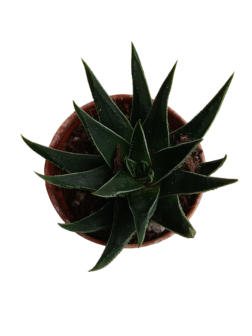 Haworthia Beccaria Plantas Suculentas Ø5_0