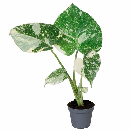 Planta Natural Monstera 'thai Constellation' 1 Ud Ø 6 Alt. 15_0