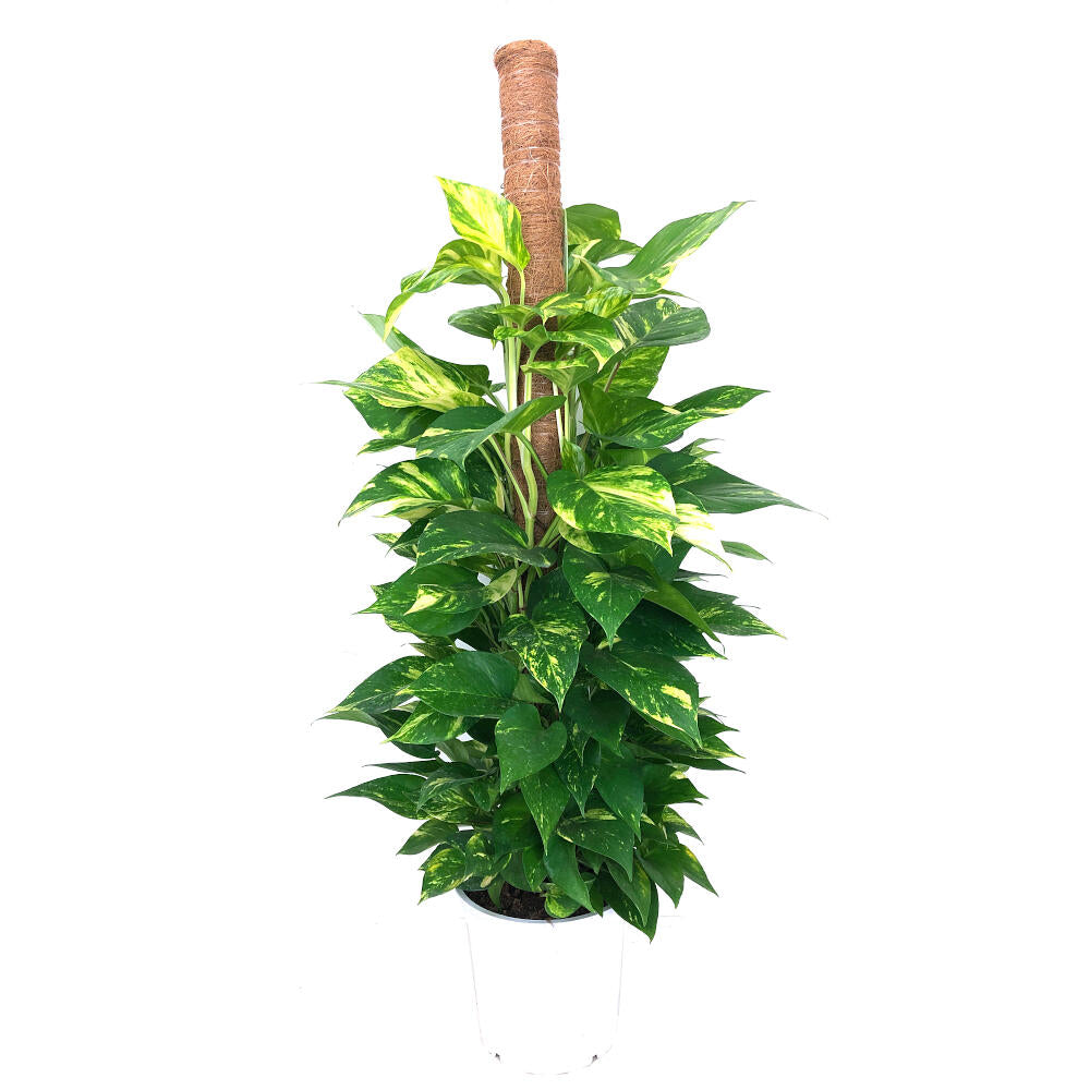 Potho 120cm Tutor_0
