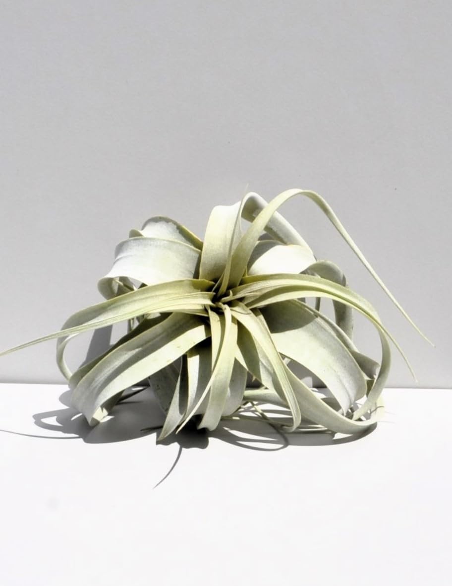Tillandsia xerographica [S]; pie de gallo, planta del aire; Curiosarium; altura 15 cm, diámetro 20 cm_2