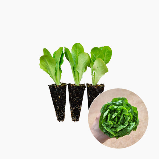Plantón Lechuga Cogollo 10 Unidades - PlantaBo_0
