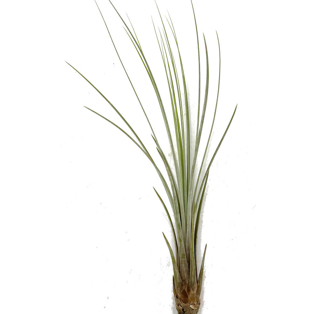 Tillandsia Juncea 30cm Alto X 14cm Ancho_0