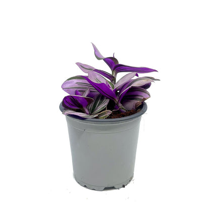 Tradescantia Nanouk Cactus Y Suculentas M11 cm Ø_0
