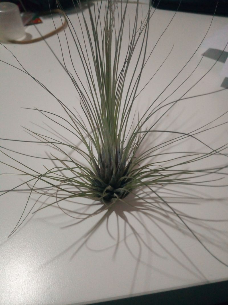 Tillandsia Filifolia Clavel Del Aire Tillandsias_0