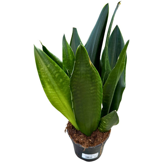 Sansevieria Zeilanica Lengua De Suegra O Espada De San Jorge Planta Muy Resistente Para Interior Maceta 17cm_0