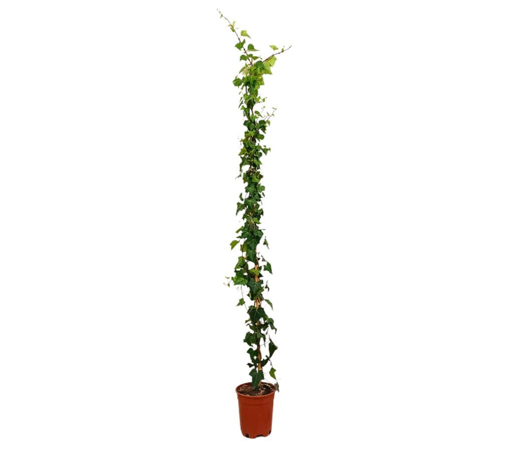 Hedera Helix M20 180-200cm_0