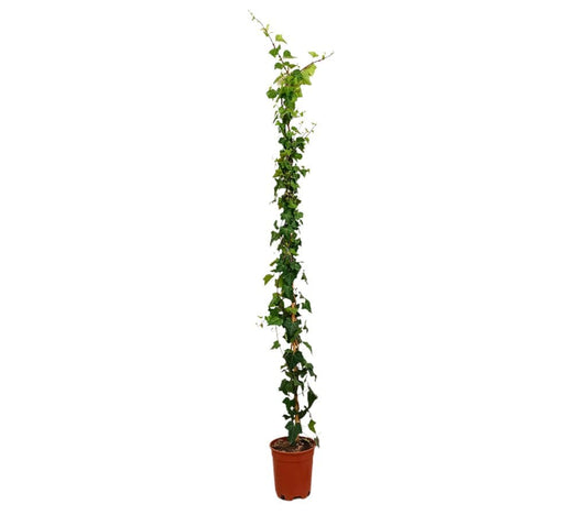 Hedera Helix M20 180-200cm_0