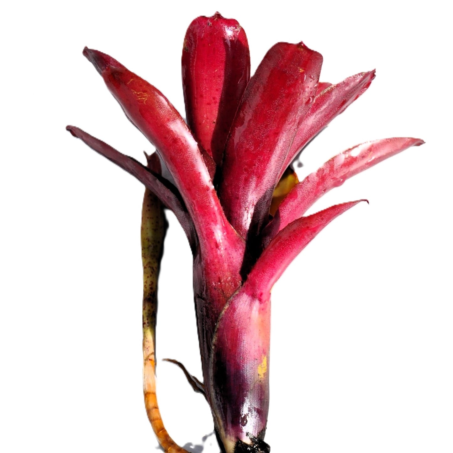 Neoregelia 'amazon', Bromelia Ornamental, Curiosarium, Altura 10 Cm, Diámetro 10 Cm, Sin Sustrato_2