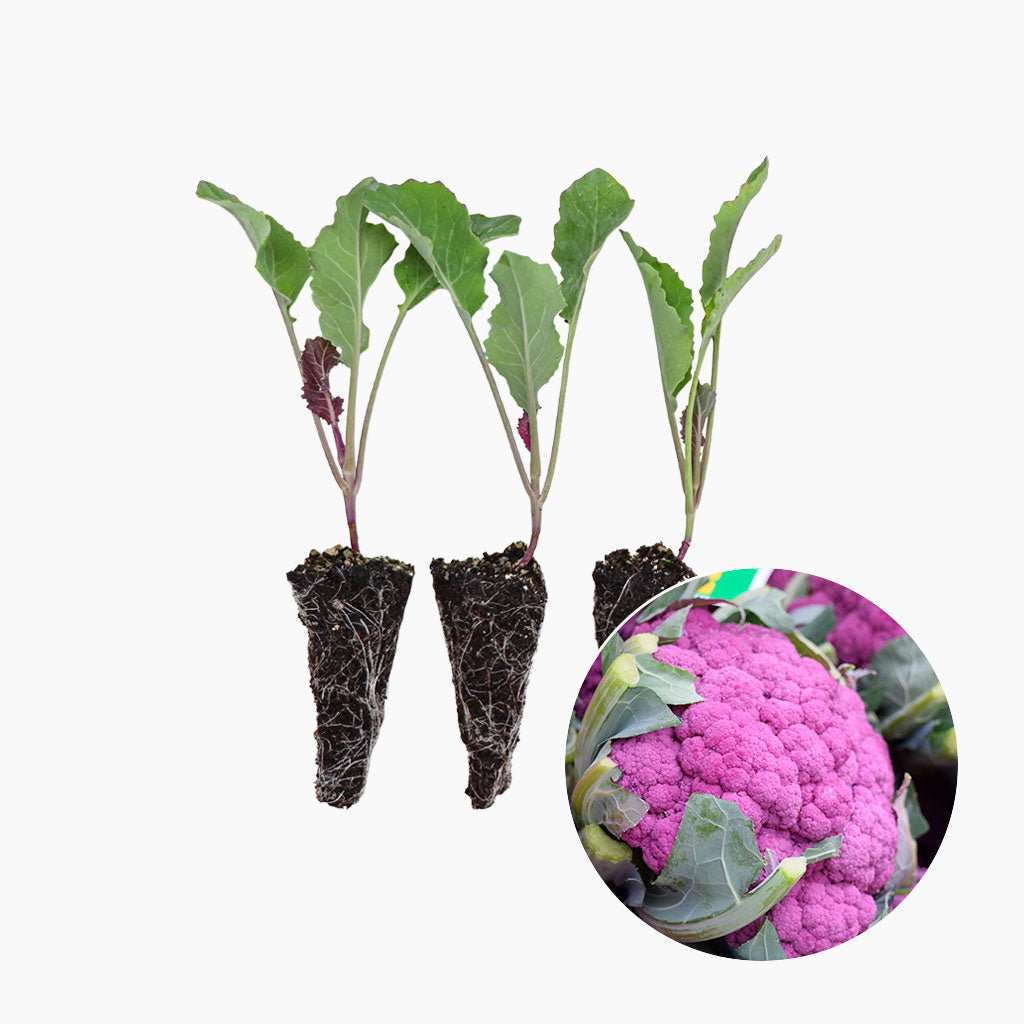 Plantón Coliflor Morada - PlantaBo_0