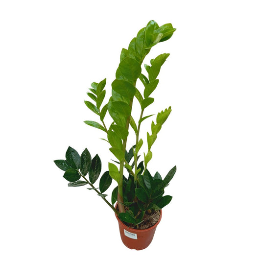 Zamioculcas Planta De Interior Resistente A La Poca Luz (zamioculcas Zamiifolia) Maceta 14cm_0