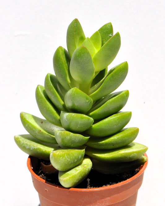 Crassula 'ben' (crásula Benjamín); Planta Suculenta Verde; Curiosarium; Diámetro Maceta 10,5 Cm_0