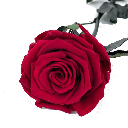 Mundo Eterno Rosa Preservada Roja 55cm_0