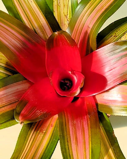 Neoregelia 'Vulcana'; bromelia multicolor; Curiosarium; altura 30 cm, diámetro 30 cm, sin sustrato_0