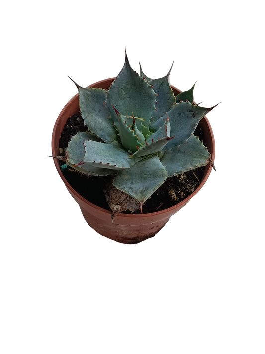 Agave Pygmaea Plana Suculenta De Sol Ø8_0
