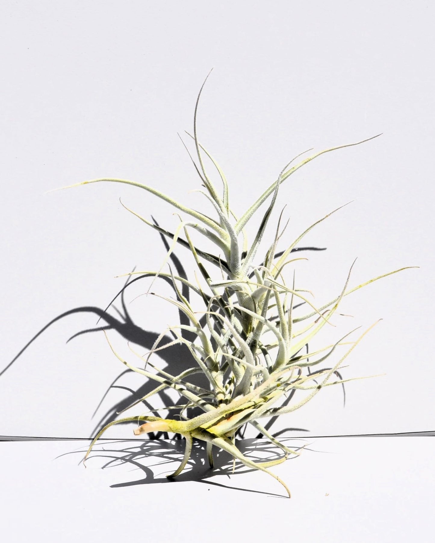 Tillandsia paleacea; planta del aire plateada; Curiosarium; altura 25 cm, diámetro 15-20 cm_1