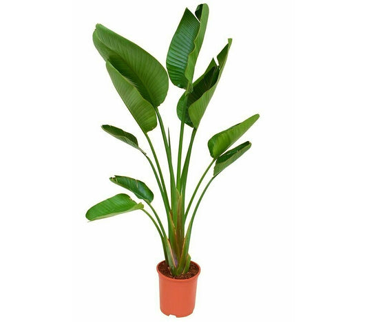 Planta Natural Strelitzia Augusta M24 100cm (ave Del Paraíso) Perfecta Para Interior Y Exterior_0