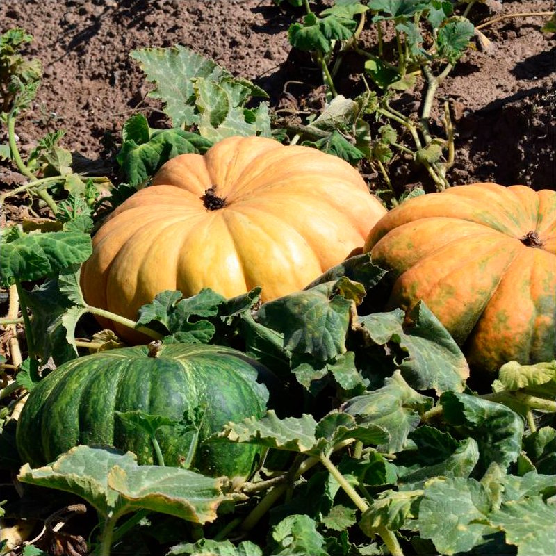 Semillas Calabaza Muscat De Provence Ecológicas_0