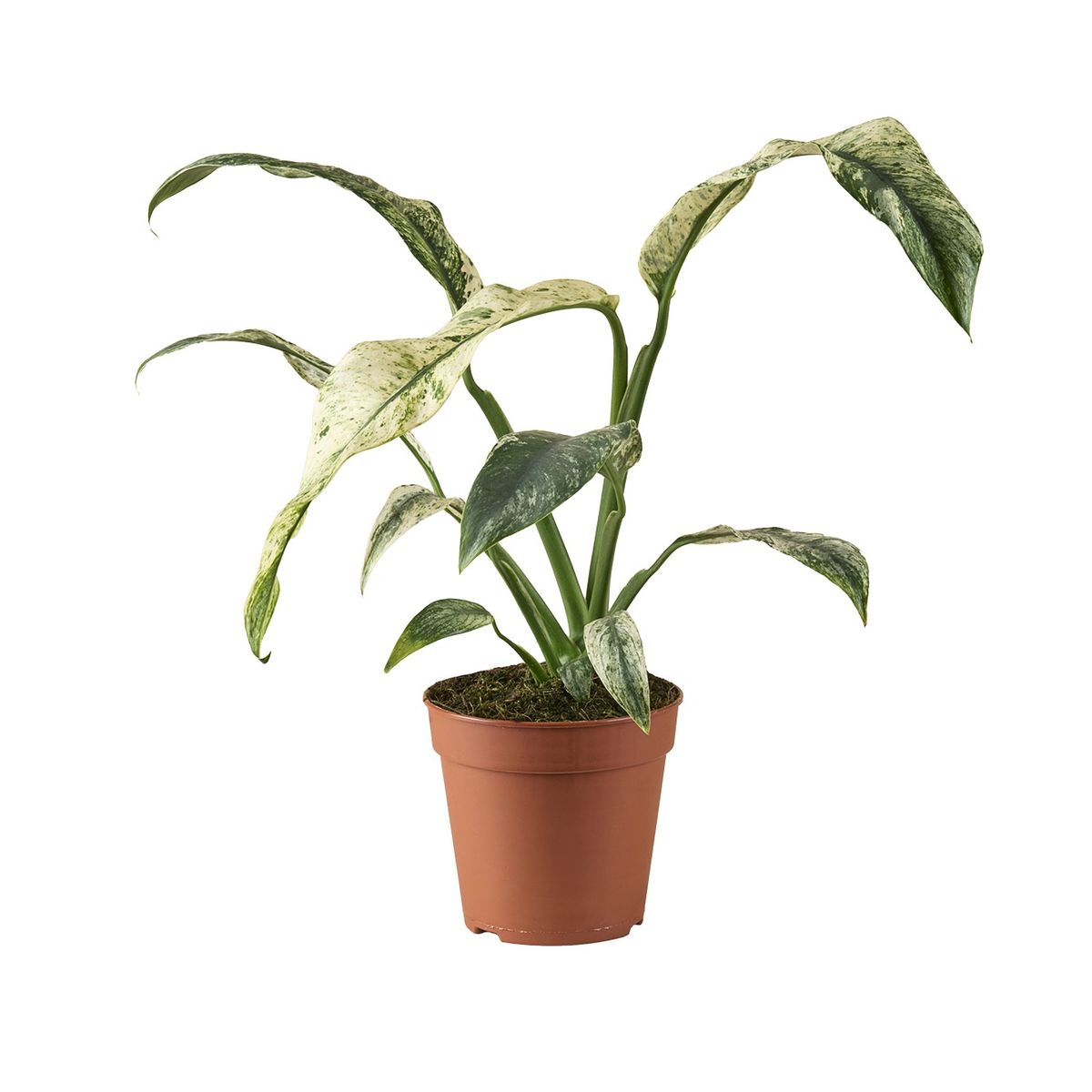 Planta Natural Rhaphidophora Puberula 'variegata' 1 Ud Ø 6 Alt. 10_0