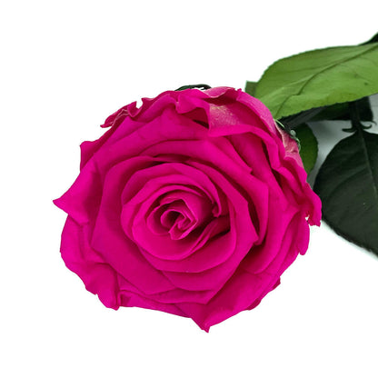 Mundo Eterno Rosa Preservada Fucsia 35cm_0