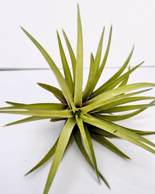Tillandsia velutina; planta del aire, verde y gris aterciopelado; Curiosarium; altura 15 cm, diámetro 15-20 cm_0