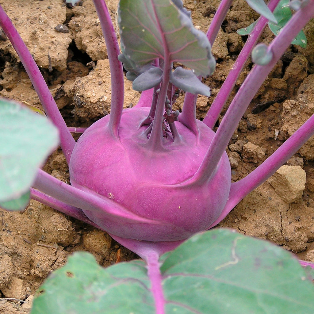 Plantón Colinabo Morado 10 Unidades - PlantaBo_1