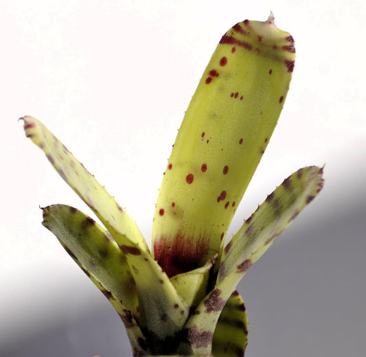 Neoregelia ampullacea tigrina; bromelia punteada; Curiosarium; altura 15-18 cm, diámetro 5-8 cm, sin sustrato_0